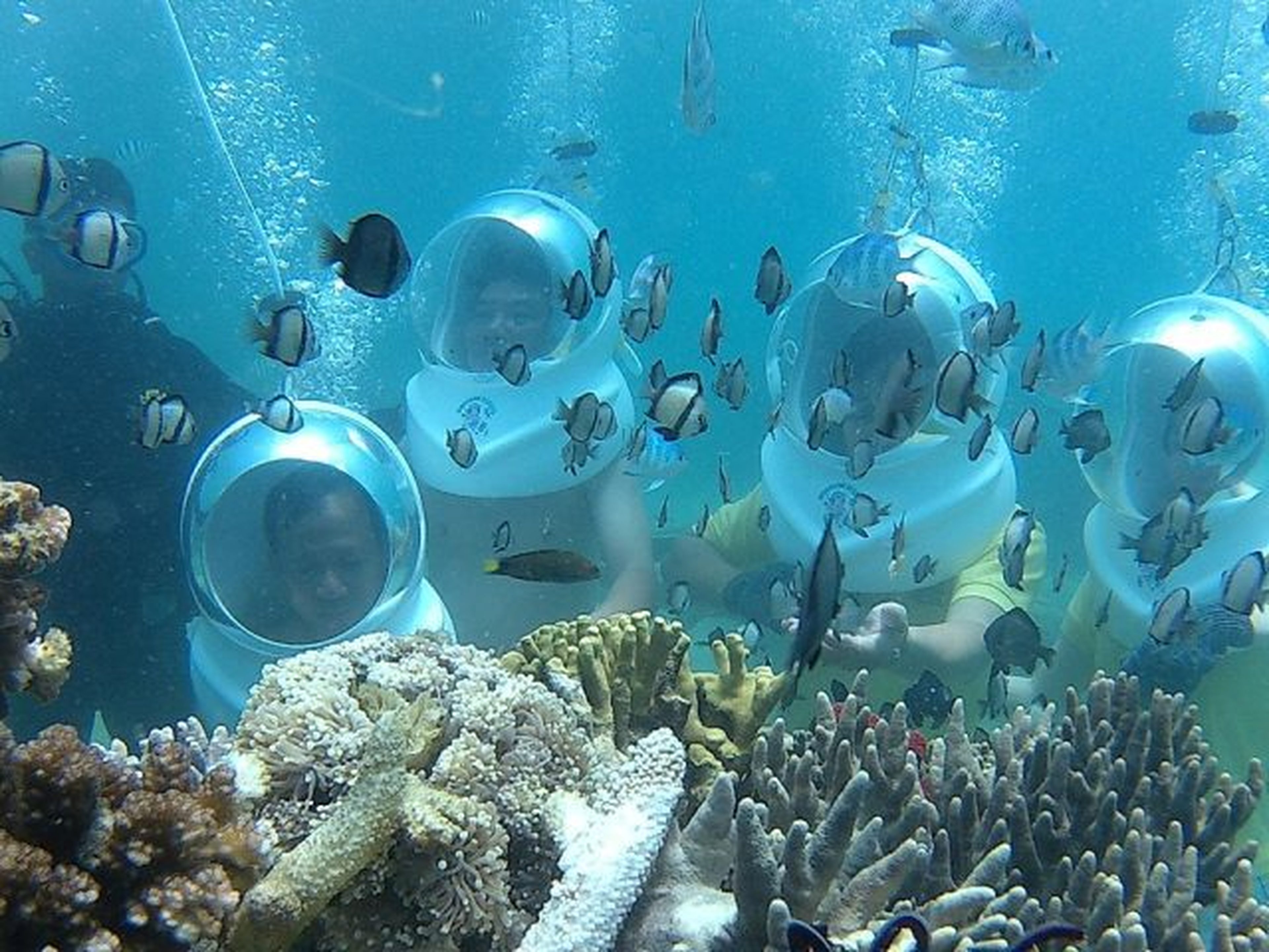 Sealife Nha Trang: Cuộc phiêu lưu trên biển không thể bỏ qua! - Hình 5