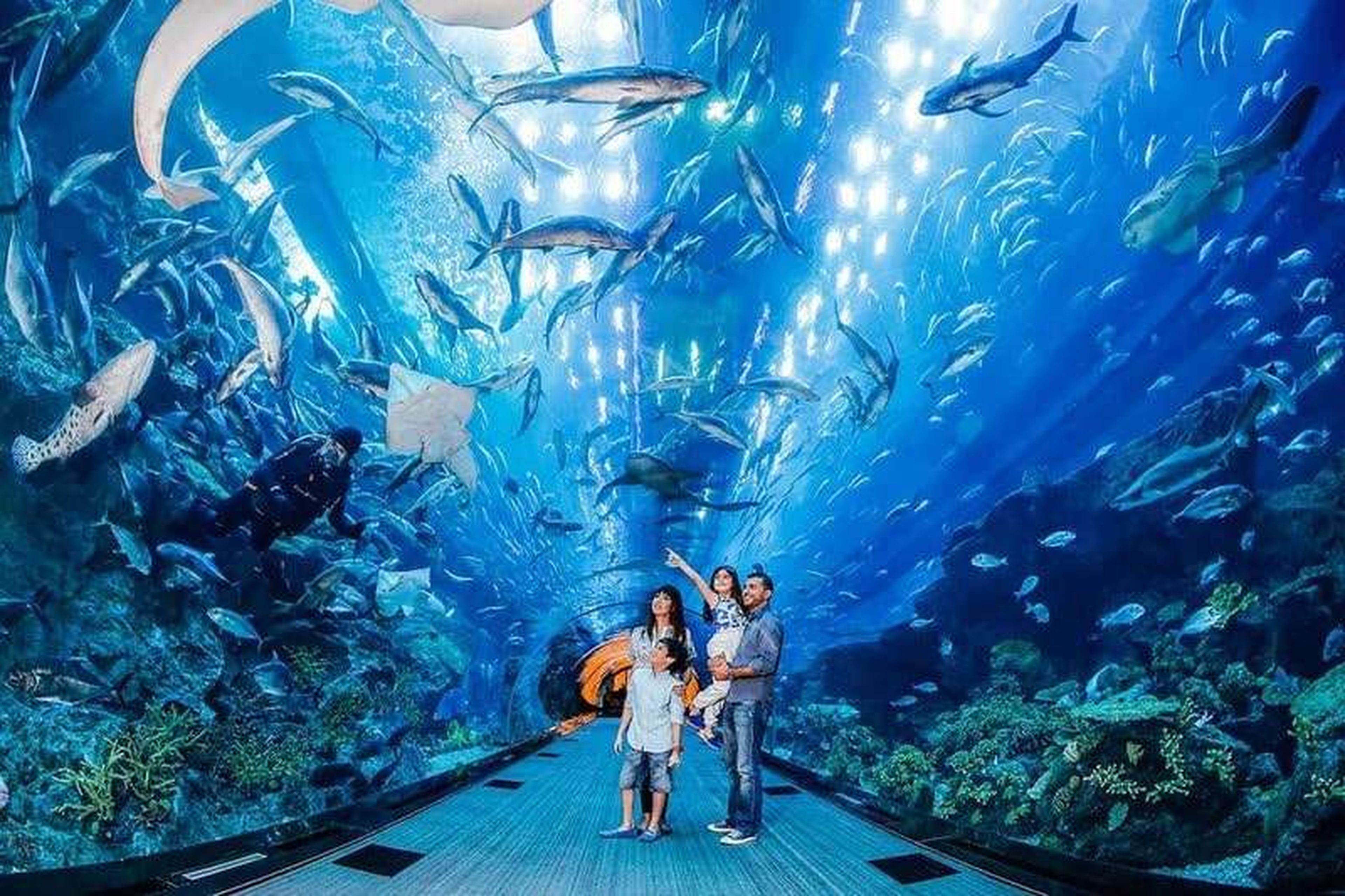 Khám phá Bảo tàng Hải dương học Nha Trang trong tòa nhà Pháp cổ - Hình 1