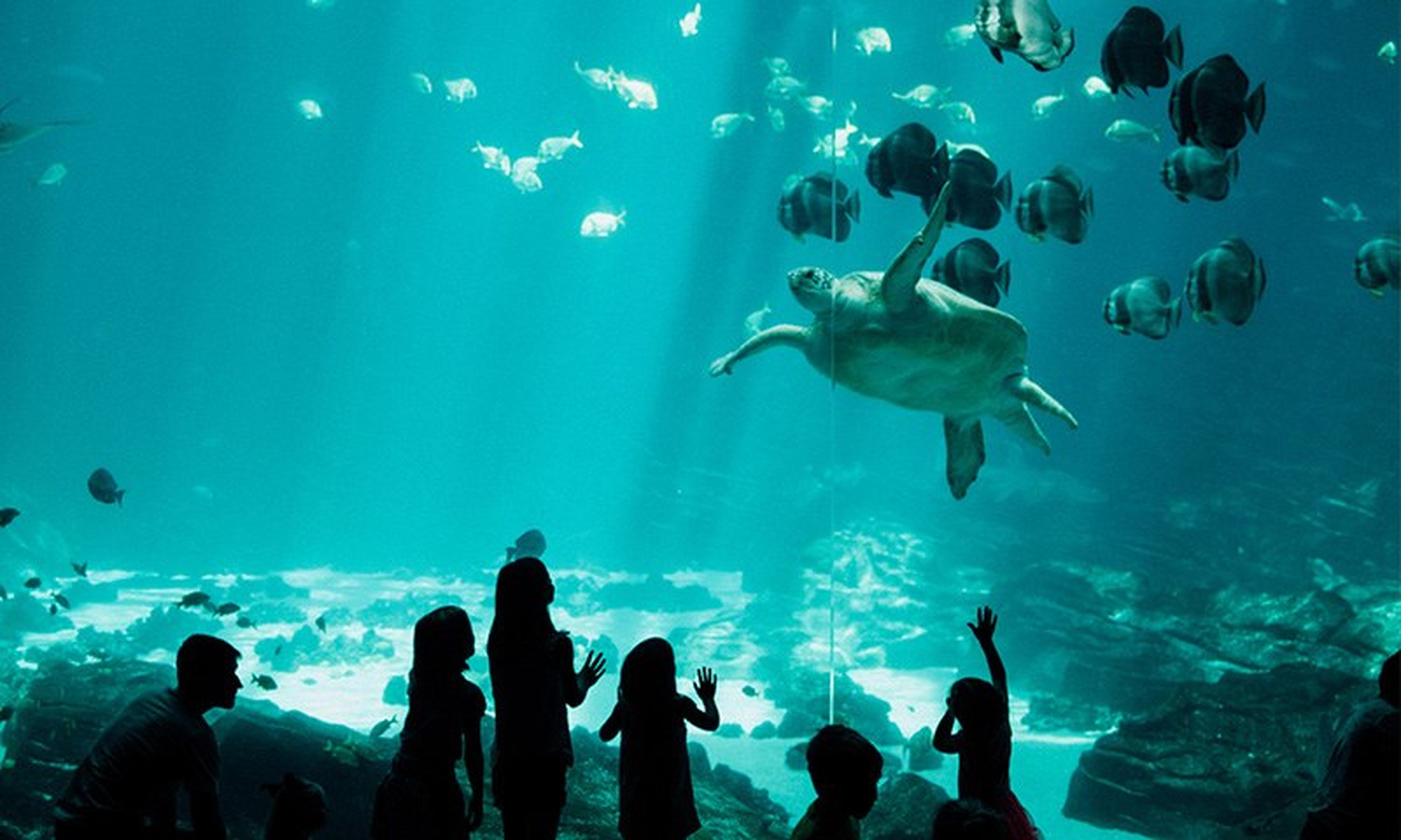 Tour Nha Trang 2N2Đ: Hành trình khám phá biển đảo xinh đẹp - Hình 13